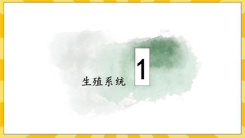 北京版生物八年级上册 10.1生殖系统和受精 课件04