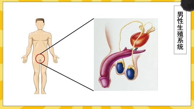 北京版生物八年级上册 10.1生殖系统和受精 课件05