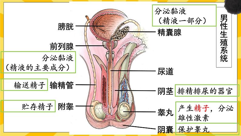 北京版生物八年级上册 10.1生殖系统和受精 课件06