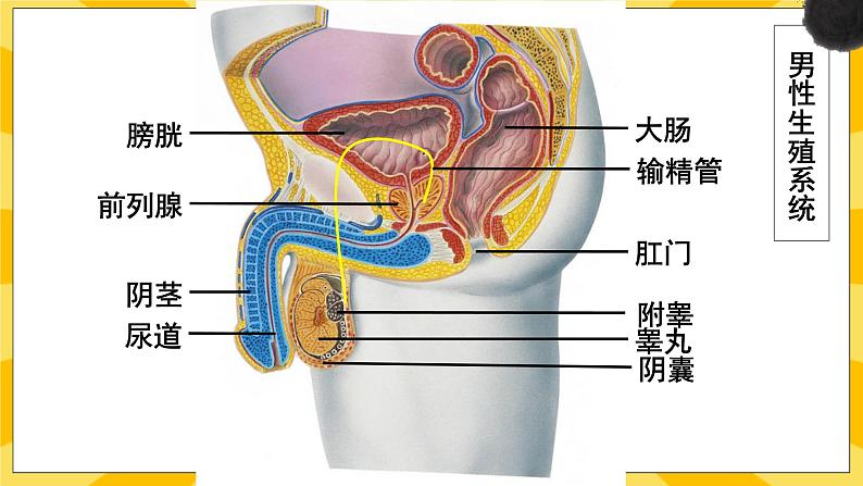 北京版生物八年级上册 10.1生殖系统和受精 课件07