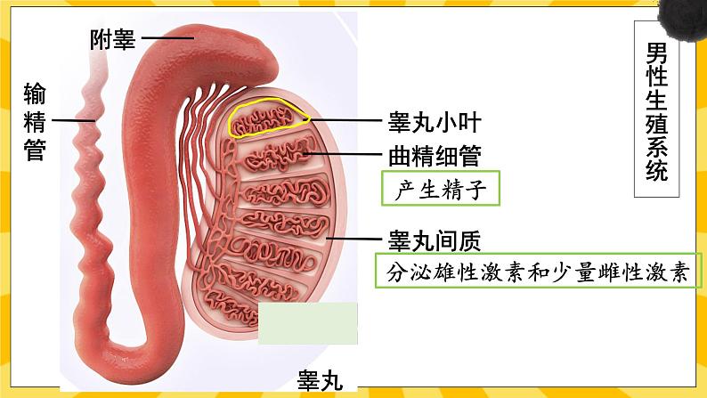 北京版生物八年级上册 10.1生殖系统和受精 课件08