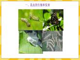 北京版生物八年级上册 10.2动物的生殖和发育 课件