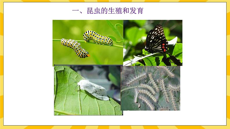 北京版生物八年级上册 10.2动物的生殖和发育 课件02