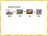 北京版生物八年级上册 10.2动物的生殖和发育 课件