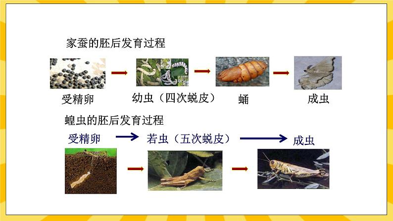 北京版生物八年级上册 10.2动物的生殖和发育 课件04