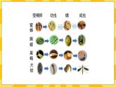 北京版生物八年级上册 10.2动物的生殖和发育 课件