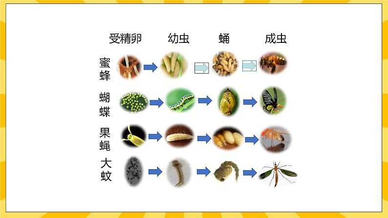 北京版生物八年级上册 10.2动物的生殖和发育 课件05