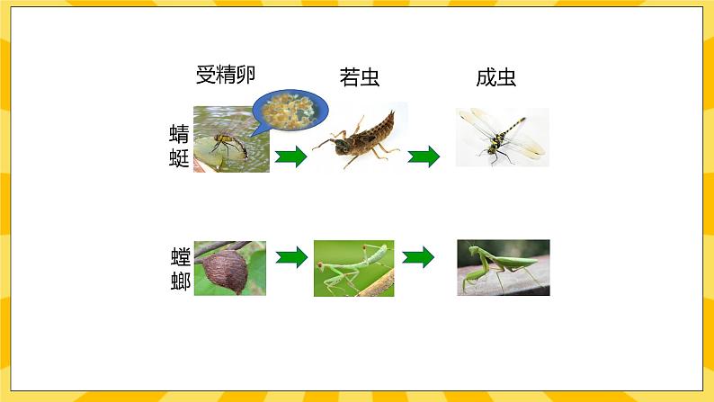 北京版生物八年级上册 10.2动物的生殖和发育 课件06