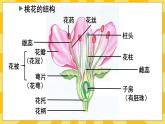 北京版生物八年级上册 10.3 花的结构和双受精 课件