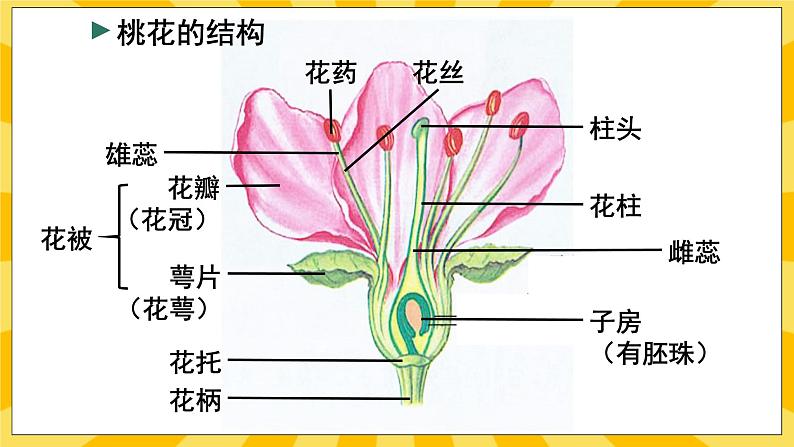 北京版生物八年级上册 10.3 花的结构和双受精 课件04