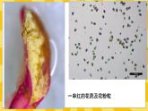 北京版生物八年级上册 10.3 花的结构和双受精 课件