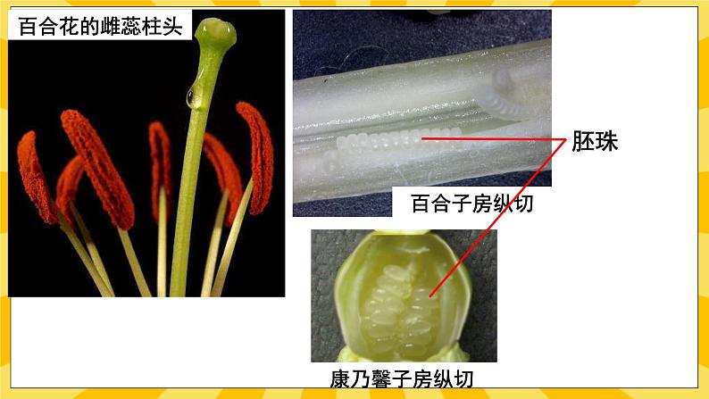 北京版生物八年级上册 10.3 花的结构和双受精 课件06