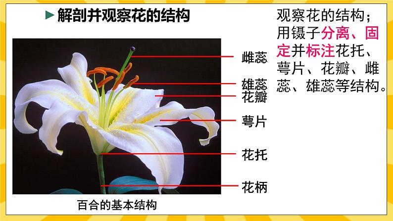 北京版生物八年级上册 10.3 花的结构和双受精 课件08