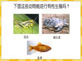 北京版生物八年级上册 10.4 生物生殖的多种方式  课件