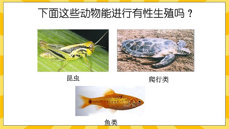 北京版生物八年级上册 10.4 生物生殖的多种方式  课件02