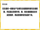 北京版生物八年级上册 10.4 生物生殖的多种方式  课件