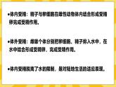 北京版生物八年级上册 10.4 生物生殖的多种方式  课件