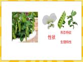 北京版生物八年级上册 11.1生物的性状表现  课件