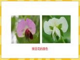 北京版生物八年级上册 11.1生物的性状表现  课件