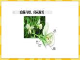 北京版生物八年级上册 11.2生物的性状遗传  课件
