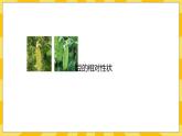 北京版生物八年级上册 11.2生物的性状遗传  课件