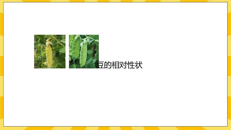 北京版生物八年级上册 11.2生物的性状遗传  课件05