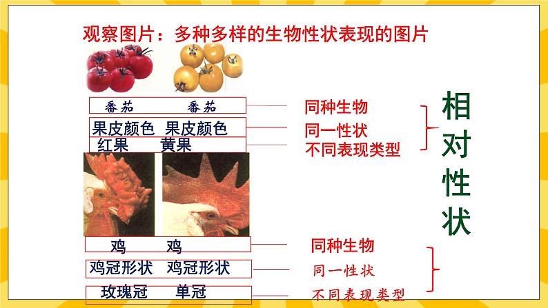 北京版生物八年级上册 11.2生物的性状遗传  课件08