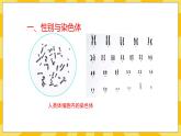 北京版生物八年级上册 11.3人类的遗传  课件