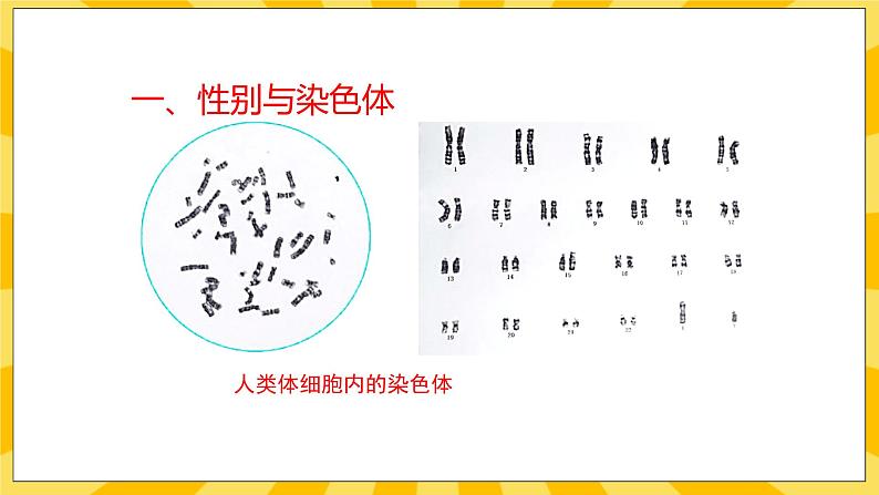 北京版生物八年级上册 11.3人类的遗传  课件05