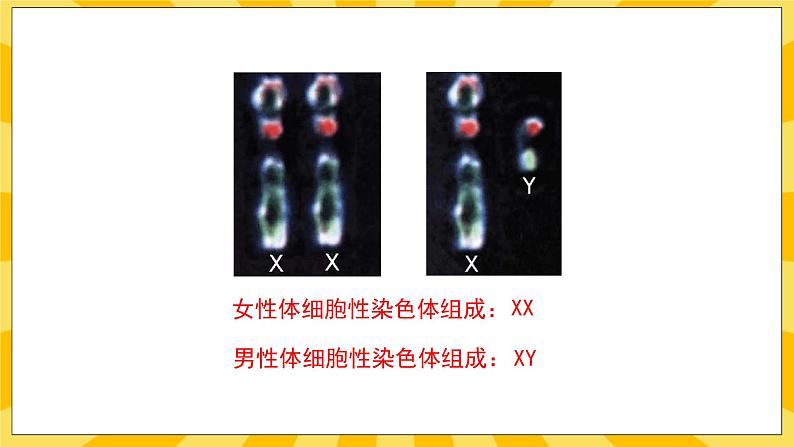 北京版生物八年级上册 11.3人类的遗传  课件08