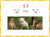 北京版生物八年级上册 11.4生物的变异  课件