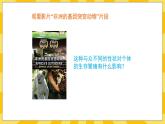 北京版生物八年级上册 11.4生物的变异  课件