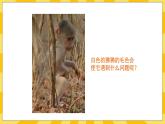 北京版生物八年级上册 11.4生物的变异  课件