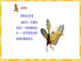 北京版生物八年级上册 12.2人类的起源与进化 课件