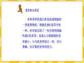 北京版生物八年级上册 12.2人类的起源与进化 课件