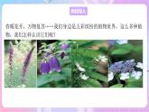 苏教版生物八上 5.14.1《五彩缤纷的植物世界》课件+学案+练习（原卷版+解析卷）
