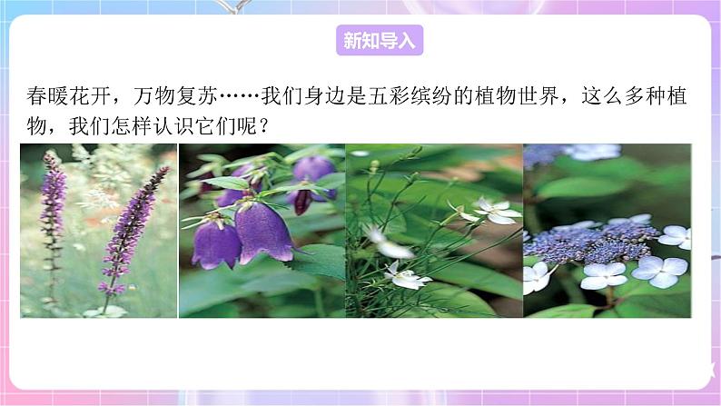 苏教版生物八上 5.14.1《五彩缤纷的植物世界》课件+学案+练习（原卷版+解析卷）03