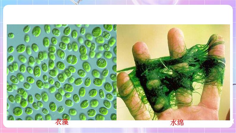 苏教版生物八上 5.14.1《五彩缤纷的植物世界》课件+学案+练习（原卷版+解析卷）07