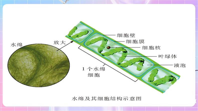 苏教版生物八上 5.14.1《五彩缤纷的植物世界》课件+学案+练习（原卷版+解析卷）08