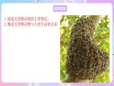 苏教版生物八上 5.14.2《千姿百态的动物世界（一）》课件+学案+练习（原卷版+解析卷）
