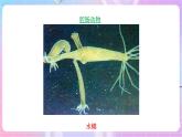 苏教版生物八上 5.14.2《千姿百态的动物世界（一）》课件+学案+练习（原卷版+解析卷）