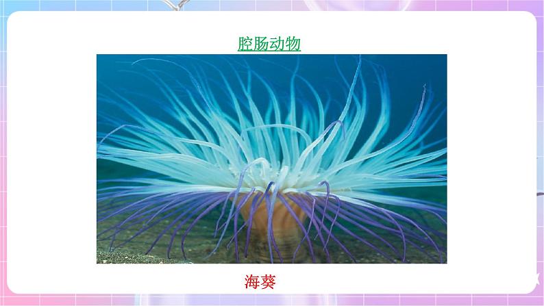 苏教版生物八上 5.14.2《千姿百态的动物世界（一）》课件+学案+练习（原卷版+解析卷）06