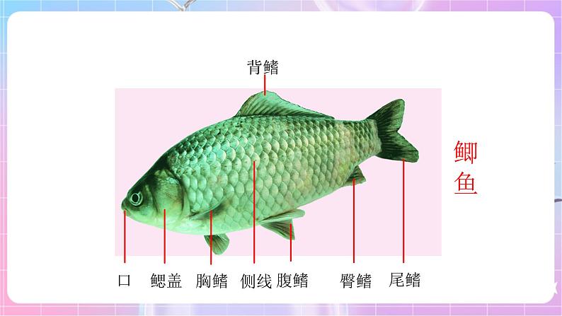 苏教版生物八上 5.14.2《千姿百态的动物世界（二）》课件+学案+练习（原卷版+解析卷）05