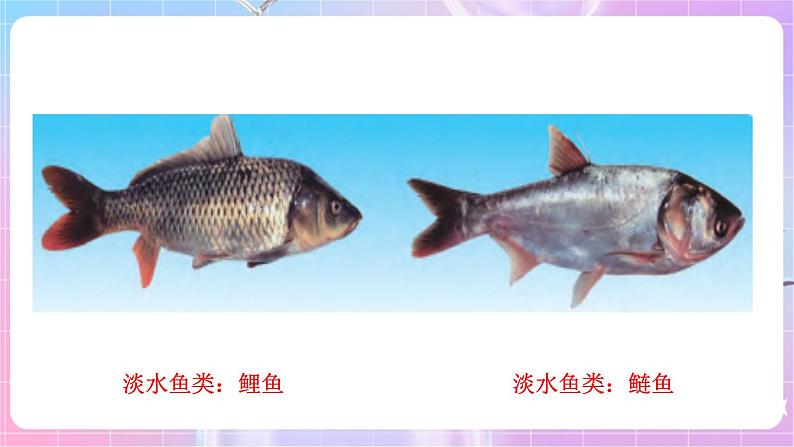 苏教版生物八上 5.14.2《千姿百态的动物世界（二）》课件+学案+练习（原卷版+解析卷）07