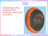 苏教版生物八上 5.14.3《神奇的微生物》课件+学案+练习（原卷版+解析卷）