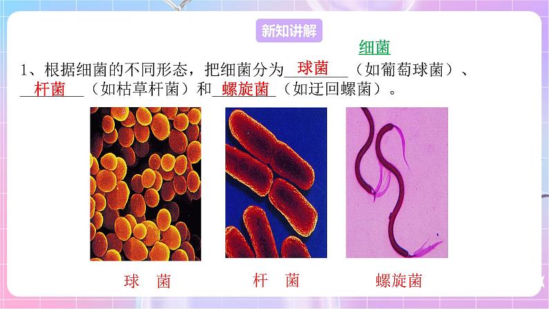 苏教版生物八上 5.14.3《神奇的微生物》课件+学案+练习（原卷版+解析卷）04