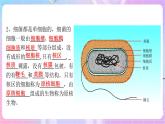 苏教版生物八上 5.14.3《神奇的微生物》课件+学案+练习（原卷版+解析卷）