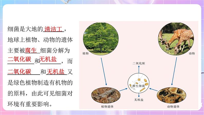 苏教版生物八上 5.14.3《神奇的微生物》课件+学案+练习（原卷版+解析卷）08