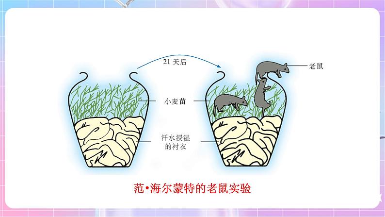 苏教版生物八上 5.16.1《生命的诞生》课件+学案+练习（原卷版+解析卷）05