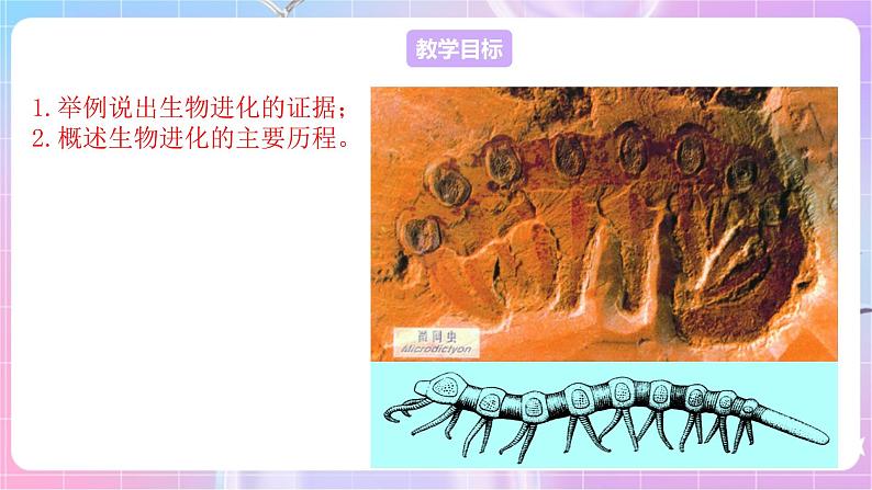 苏教版生物八上 5.16.2《生物进化的历程》课件+学案+练习（原卷版+解析卷）02